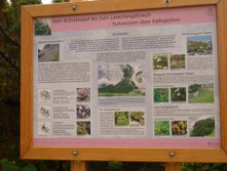 2013-08-18_Regina-F-Rau_Schachen_Alpengarten (736).JPG